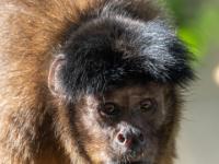 Kapuzineraffe Porträt